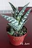 Click image for larger version. 

Name:	Aloe_variegata001.jpg 
Views:	372 
Size:	165.1 KB 
ID:	47