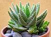 Click image for larger version. 

Name:	390651_Aloe_brevifolia2.jpg 
Views:	1094 
Size:	47.8 KB 
ID:	51
