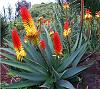 Click image for larger version. 

Name:	390Aloe_africana4.jpg 
Views:	259 
Size:	49.9 KB 
ID:	46