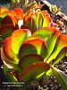 Click image for larger version. 

Name:	Kalanchoe luciae .jpg 
Views:	158 
Size:	48.8 KB 
ID:	48