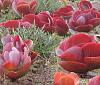 Click image for larger version. 

Name:	kalanchoe.red.flapjack.jpg 
Views:	408 
Size:	122.2 KB 
ID:	50