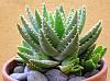 Click image for larger version. 

Name:	390651_Aloe_brevifolia2.jpg 
Views:	1092 
Size:	47.8 KB 
ID:	51