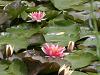 Click image for larger version. 

Name:	Resized giv-waterlillies.jpg 
Views:	79 
Size:	51.9 KB 
ID:	5217