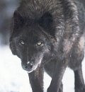 darkwulf11's Avatar