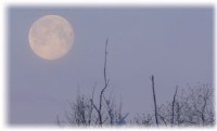 WinterMoon