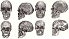Click image for larger version. 

Name:	skulls (1).png 
Views:	18 
Size:	571.2 KB 
ID:	127530