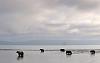 Click image for larger version. 

Name:	russian-bears-and-fish-scenery-6.jpg 
Views:	1286 
Size:	93.2 KB 
ID:	13525