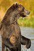 Click image for larger version. 

Name:	russian-bears-and-fish-scenery-10.jpg 
Views:	84 
Size:	409.0 KB 
ID:	13527