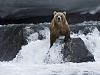 Click image for larger version. 

Name:	Brown Bear Foraging for Salmon Kamchatka Russia.jpg 
Views:	1621 
Size:	88.5 KB 
ID:	13529