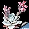 Click image for larger version. 

Name:	Echeveria_lauii_540.jpg 
Views:	106 
Size:	146.3 KB 
ID:	58