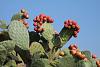 Click image for larger version. 

Name:	Indian_Fig_-_Opuntia_ficus-indica.jpg 
Views:	96 
Size:	89.4 KB 
ID:	62