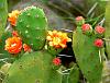 Click image for larger version. 

Name:	791px-Opuntia_ovata_2.jpg 
Views:	88 
Size:	121.3 KB 
ID:	63