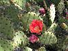 Click image for larger version. 

Name:	Opuntia_littoralis.jpg 
Views:	92 
Size:	194.5 KB 
ID:	64