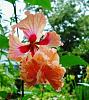 Click image for larger version. 

Name:	Hibiscus_rosa_sinensis___El_Capitolio_Tequila_Sunrise___re_sized.jpg 
Views:	77 
Size:	36.3 KB 
ID:	766