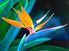 Click image for larger version. 

Name:	bird_of_paradise,_hawaii.jpg 
Views:	70 
Size:	175.4 KB 
ID:	769
