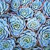 Click image for larger version. 

Name:	390Echeveria_elegans.jpg 
Views:	1012 
Size:	41.5 KB 
ID:	54