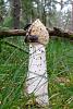 Click image for larger version. 

Name:	Stinkhorn2 (Custom).JPG 
Views:	194 
Size:	121.8 KB 
ID:	28