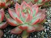 Click image for larger version. 

Name:	Echeveria agavoides.jpg 
Views:	99 
Size:	77.2 KB 
ID:	56