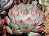 Click image for larger version. 

Name:	081605-2489-echeveria-tippy.jpg 
Views:	104 
Size:	29.9 KB 
ID:	60