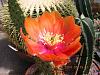 Click image for larger version. 

Name:	Opuntia Aciculata.jpg 
Views:	84 
Size:	210.7 KB 
ID:	61