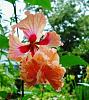 Click image for larger version. 

Name:	Hibiscus_rosa_sinensis___El_Capitolio_Tequila_Sunrise___re_sized.jpg 
Views:	74 
Size:	36.3 KB 
ID:	766