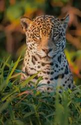 R�cher of Solnari's Avatar