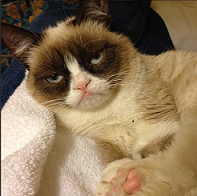 Grumpy Cat