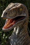 Chile Raptor 2.0's Avatar