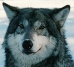 Wolfdog's Avatar