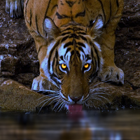 Tigress's Avatar