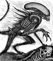 Xenomorph