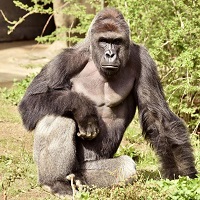 Gorilla's Avatar