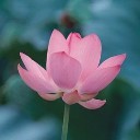 Lotus Star's Avatar