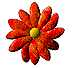 orangeflower